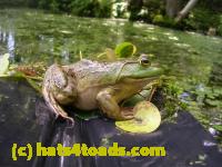 /home//u458753944/public_html/sourcegallery///Frogs/More bullfrogs/DSCN4293.JPG